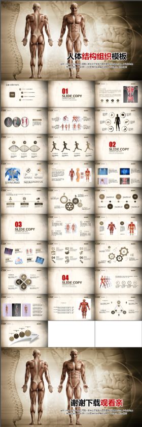 简约简洁医疗人体结构组织ppt动态模板